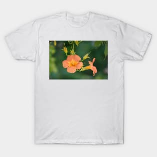 Beautiful Chinese trumpet vine flowers T-Shirt